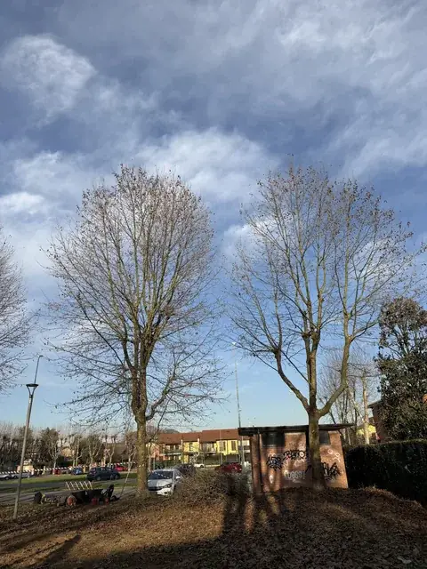 Un cantiere di Andrea Guida: potature, abbattimenti, indagini di stabilità