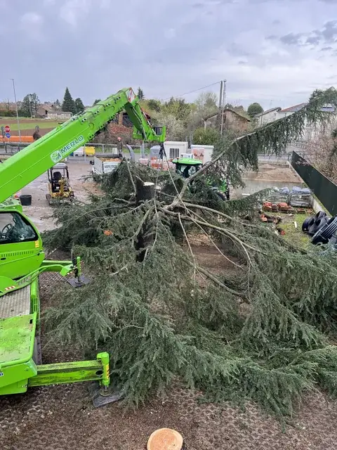 Un cantiere di Andrea Guida: potature, abbattimenti, indagini di stabilità