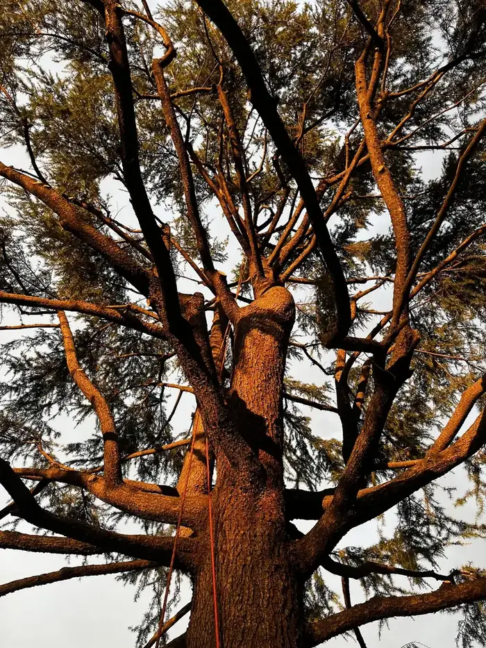 Una potatura in tree climbing su un cedro
