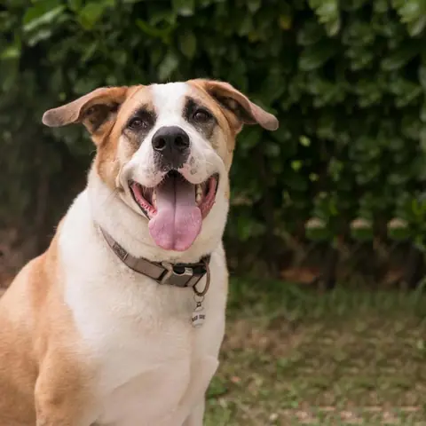 Uno dei cani di University Dog