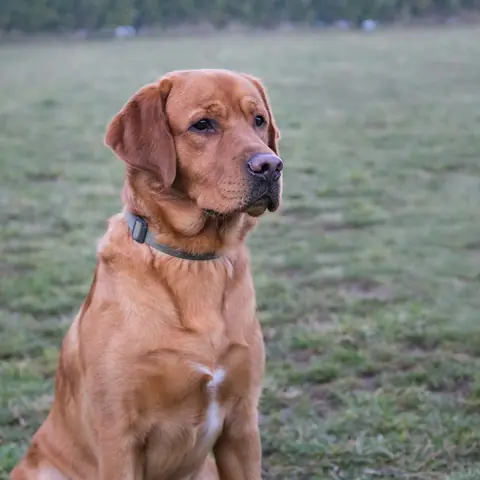 Uno dei cani di University Dog