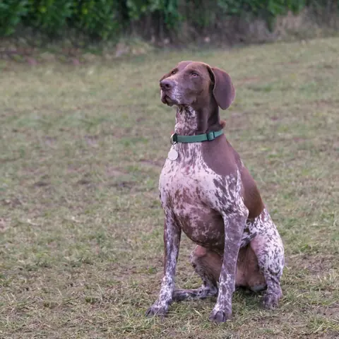 Uno dei cani di University Dog