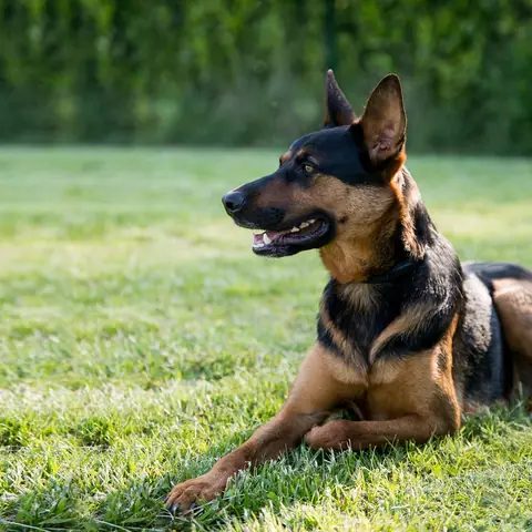 Uno dei cani di University Dog