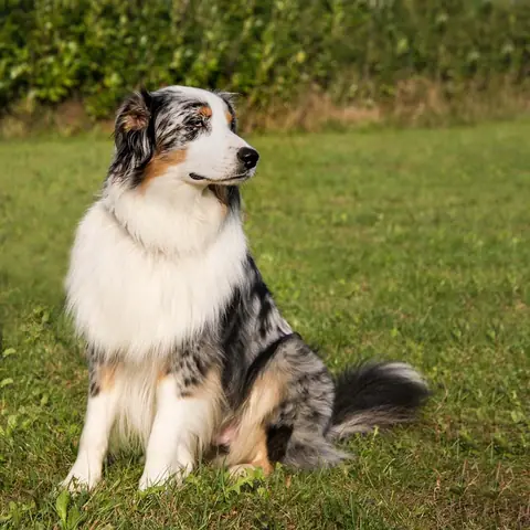 Uno dei cani di University Dog