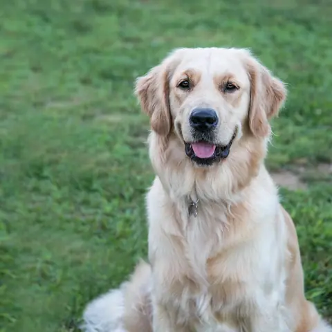 Uno dei cani di University Dog