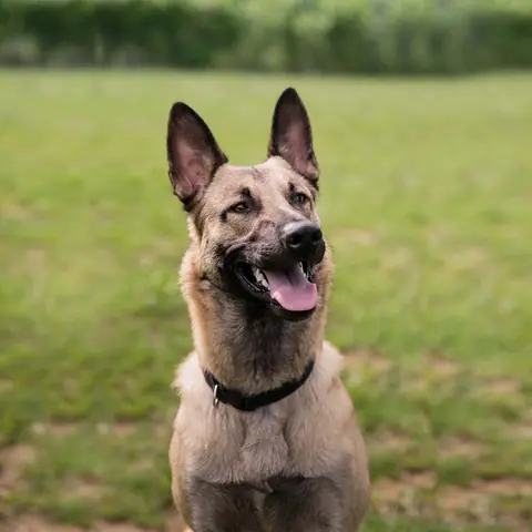 Uno dei cani di University Dog